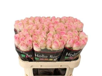 Rose - Rosa - Avalanche Sorbet+