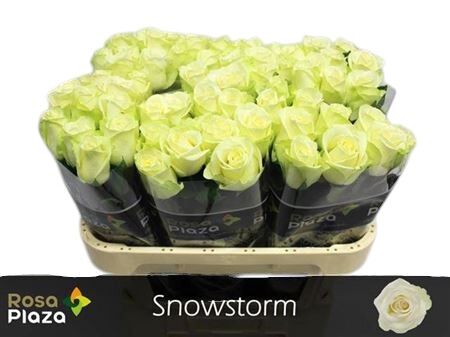 Rose - Snowstorm+