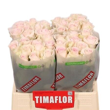 FeedSync:wholesale:31ffa08c284c5e26b4aebd39ece04f70ae662b06