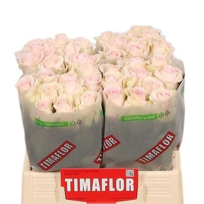 FeedSync:wholesale:31ffa08c284c5e26b4aebd39ece04f70ae662b06