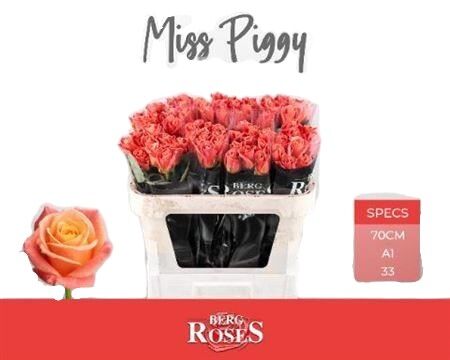 Rose - Rosa - Miss Piggy+