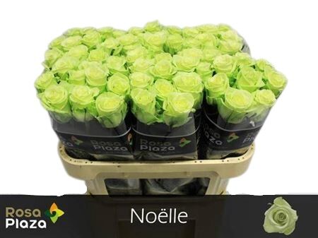FeedSync:wholesale:050d5c0fee2b7a6493d82fac54ff5c970f8f2c55