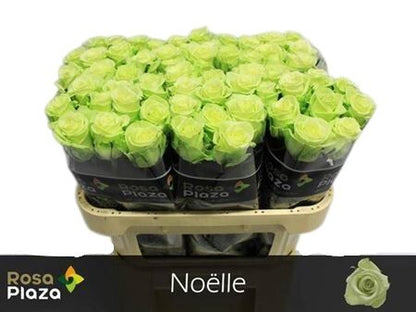 FeedSync:wholesale:050d5c0fee2b7a6493d82fac54ff5c970f8f2c55