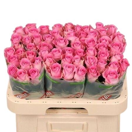 FeedSync:wholesale:23859a58d4fe5fd91acfe78635c9e4c87d8a24d8