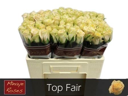 Rose - Rosa - Top Fair