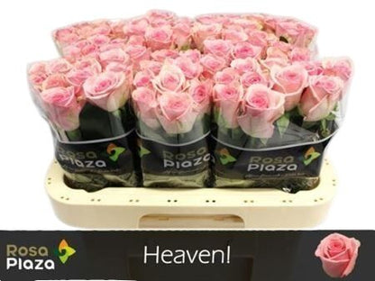 Rose - Rosa - Heaven