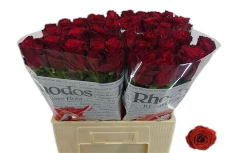 Rose Rhodos (20 Stems)