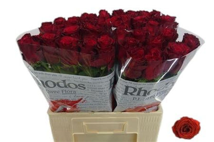 Rose Rhodos (20 Stems)