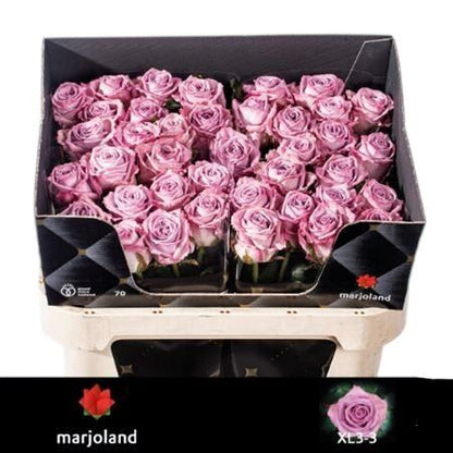 FeedSync:wholesale:32ff132428deabac2402c114dfb7c350dd374c88