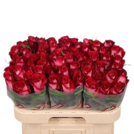 Rose - Rosa - Nicoletta