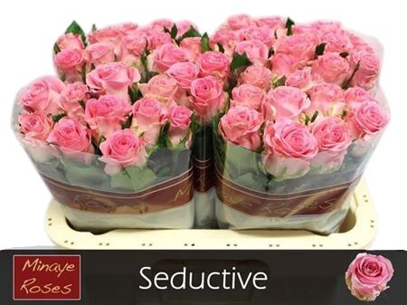FeedSync:wholesale:4b988d15961e71a0614ac30282bf0d4986e865a5