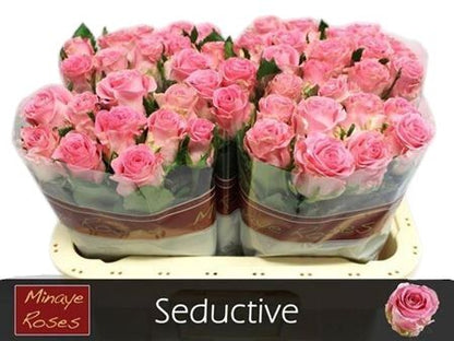 FeedSync:wholesale:4b988d15961e71a0614ac30282bf0d4986e865a5