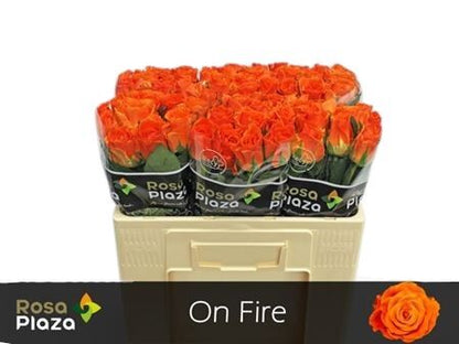 Rose - Rosa - On Fire