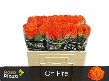 FeedSync:wholesale:3a800795abb2fa678310fe6d4f63bebd7ea12d26