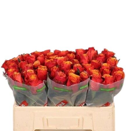 FeedSync:wholesale:087d30a28ea3424c30f9b571d1990c2e6d65a0a1