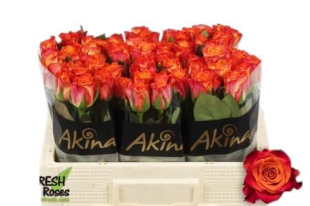 FeedSync:wholesale:a19e62f53f5310b18794119fb045b3628f8c18fe