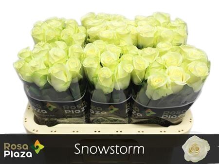 FeedSync:wholesale:dff7b44fa08c53336abb428f2fcaf5c65898ab50