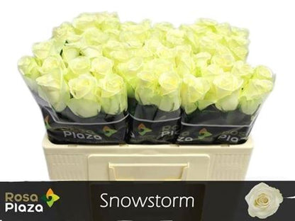 FeedSync:wholesale:e944a08e52502982f8fbdfe5ab618a5bf67d56dc