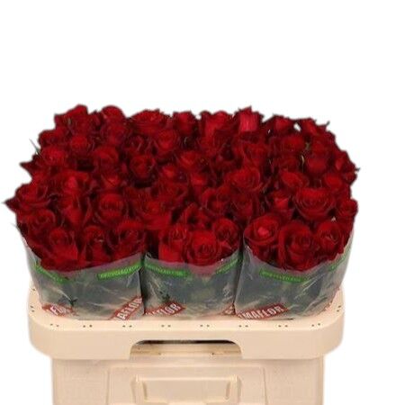 Rose - Rosa - Ever Red