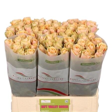FeedSync:wholesale:853521458b34d2db19cadc918dbc5eccfce4219a