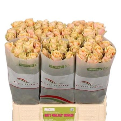 FeedSync:wholesale:853521458b34d2db19cadc918dbc5eccfce4219a