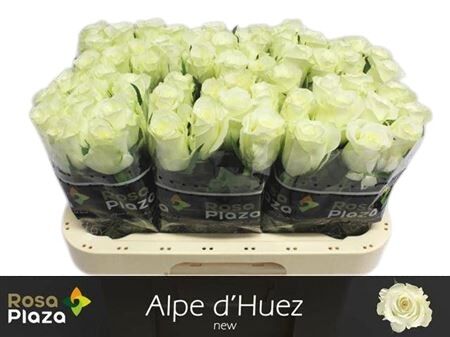 FeedSync:wholesale:625a1de348f6afe6d497fea50ac886856e3c2d94