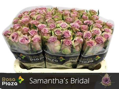 Rose Samantha Bridal