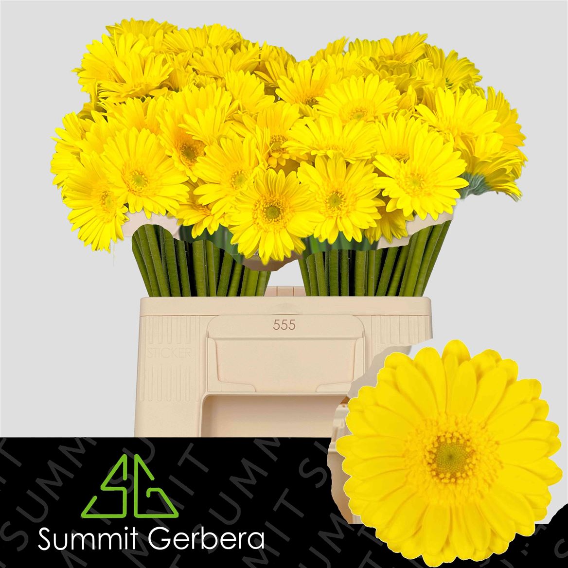 Yellow Germini ‘Moreno’ – 50cm Stems
