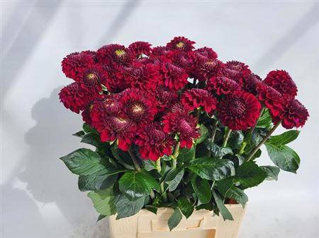 Dahlia Black Fox
