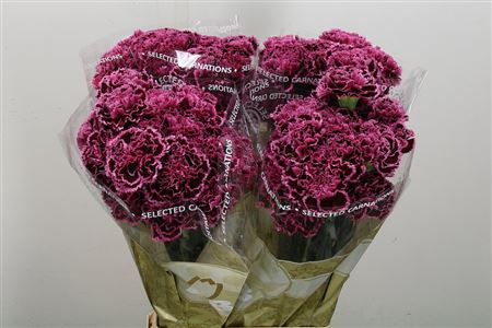 Standard Carnation - Dianthus - Nobbio Burgundy