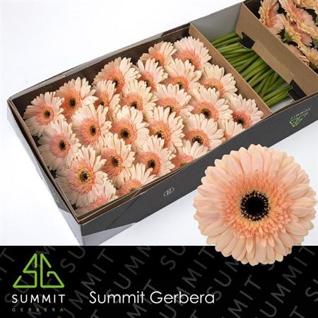 FeedSync:wholesale:c1e8600c44d1d2d0d4283066823ffa4a25488511