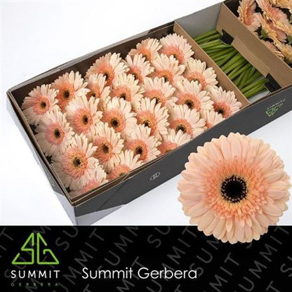 FeedSync:wholesale:c1e8600c44d1d2d0d4283066823ffa4a25488511