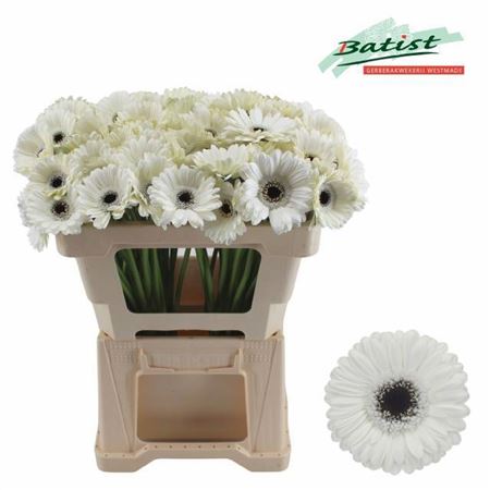 White Germini ‘Lido’ – 50cm Cut Stems