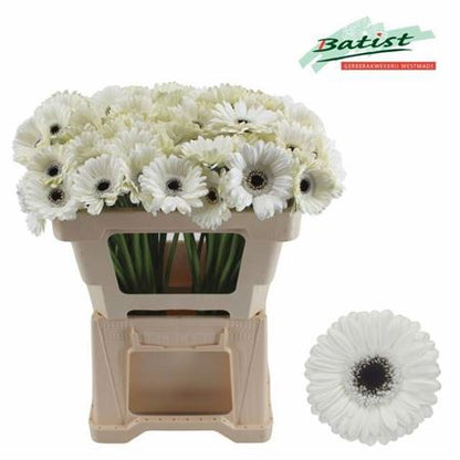 White Germini ‘Lido’ – 50cm Cut Stems