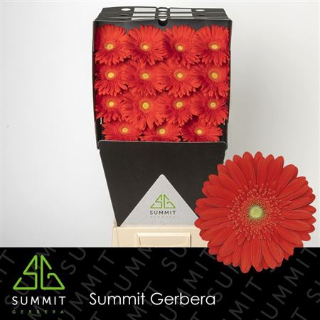 Gerbera Red Explosion