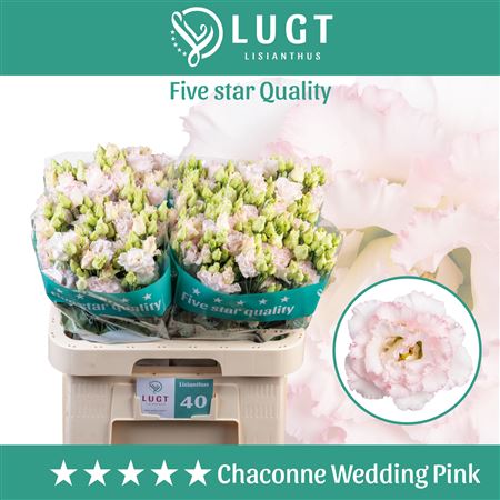 FeedSync:wholesale:f4f9e87eca4653c96ea81c5df29b27ad2093f7e7