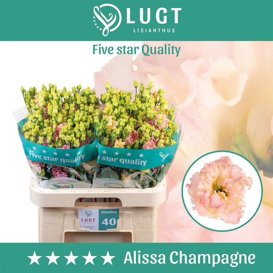 Eustoma Alissa Champagne (10 Stems)