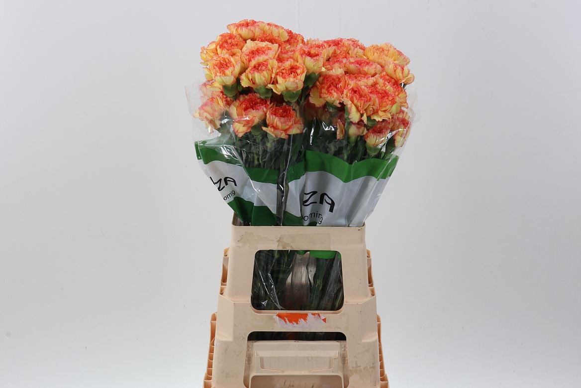 FeedSync:wholesale:326733be564e387943ed176ad48a27cc0c5d6c3f