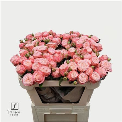Spray Rose - Rosa - First Date