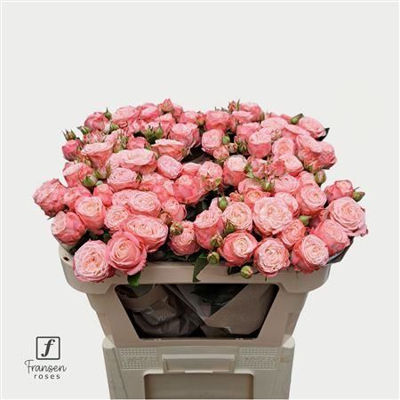 FeedSync:wholesale:62fe55bb926c3a7033258595a5210c12b716f1d4