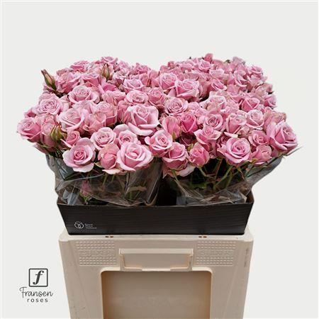 FeedSync:wholesale:6687addf49cd9297aa7b5e70c0eeb56a1f810d81