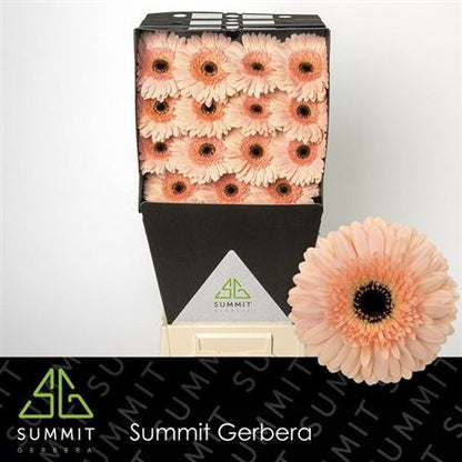 Gerbera Cafe Del Mar (15 Stems)