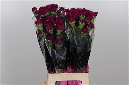 Carnation Standard Golem (20 Stems)