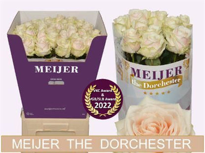 Rose Dorchester +