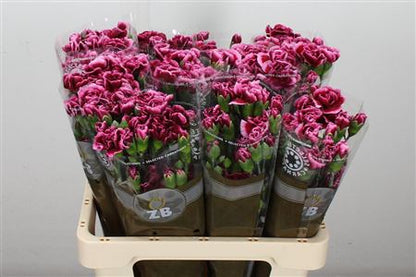 Carnation Spray Berry