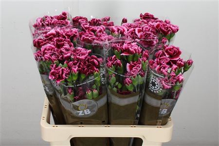 FeedSync:wholesale:260dc86b18f9746d20581230fea4cceb86a2d611