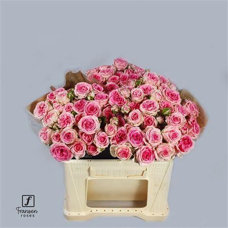 FeedSync:wholesale:48789bce39da904828063f92c42339402f5668e1