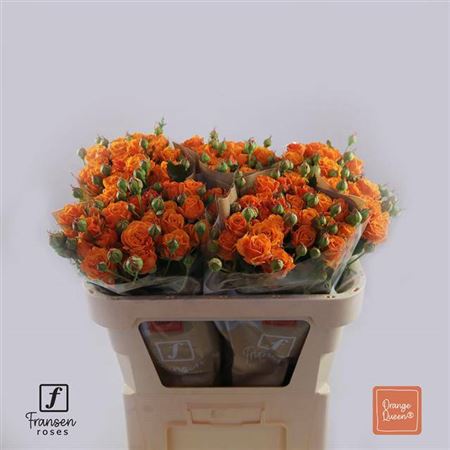 Spray Rose - Rosa - Orange Queen