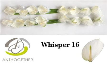 Anthurium Whisper