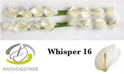 Anthurium Whisper